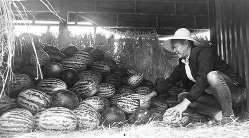 浦北吃瓜群众事件始末,一场网络舆论的风波与反思
