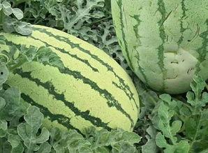 吃瓜群众来吃瓜吃完瓜,一窥娱乐圈的甜蜜与苦涩