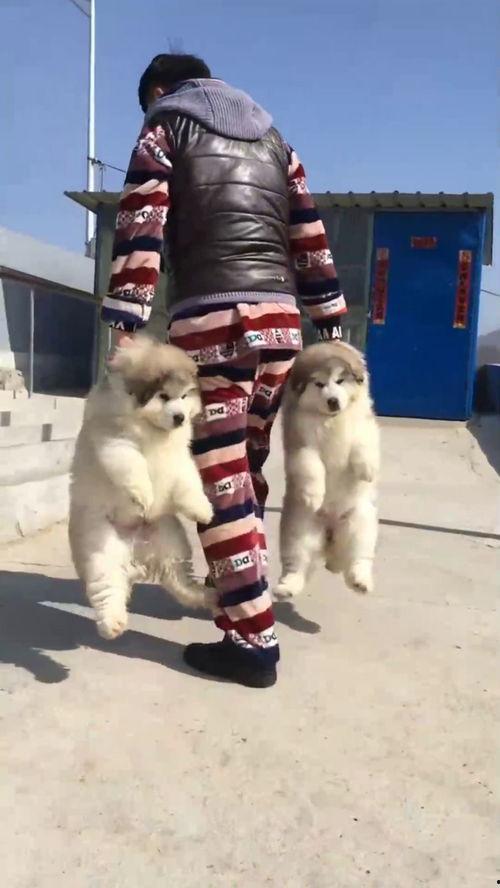 吃瓜群众表情包两只猫,吃瓜群众表情包中的两只猫