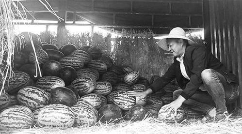 长清吃瓜群众事件始末,一场网络舆论的风波与反思